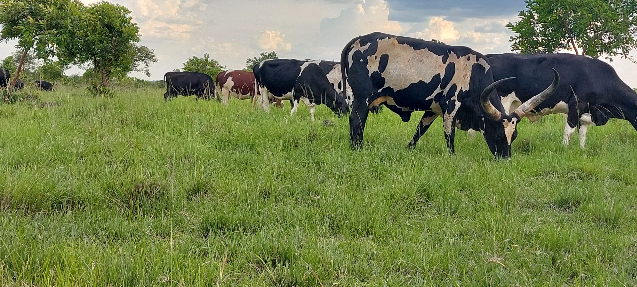 Ankole Cattle