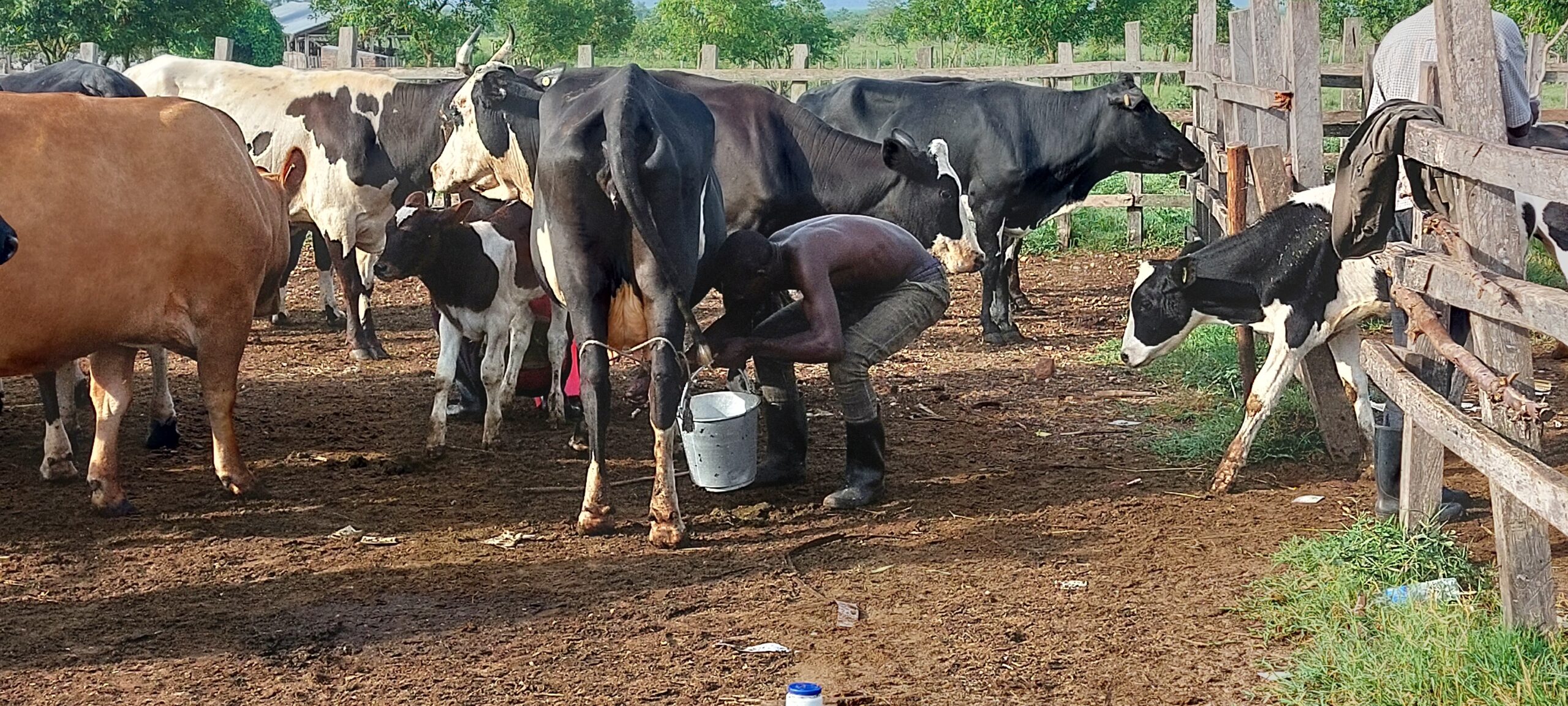 Dairy Farming